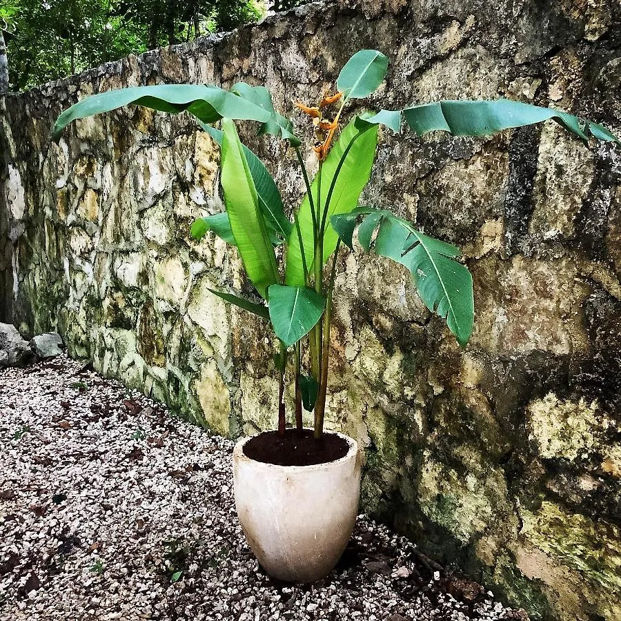 **  Escarabajo Rojo Bed & Breakfast Tulum Mexico